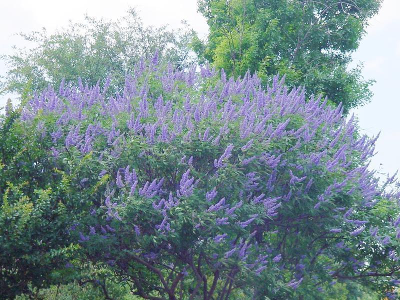 Vitex or Chaste Tree