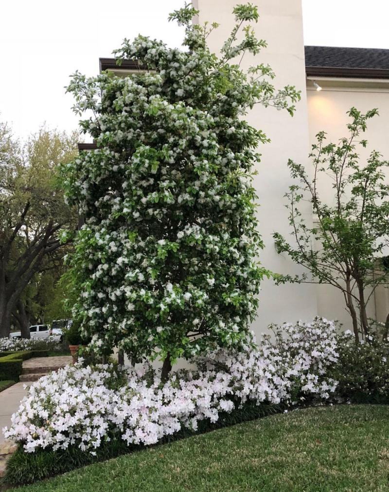 Chinese Fringetree with white azaleas