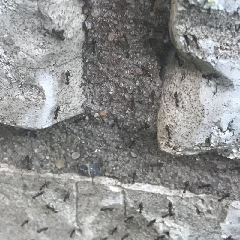 Crazy Ants trailed along patio