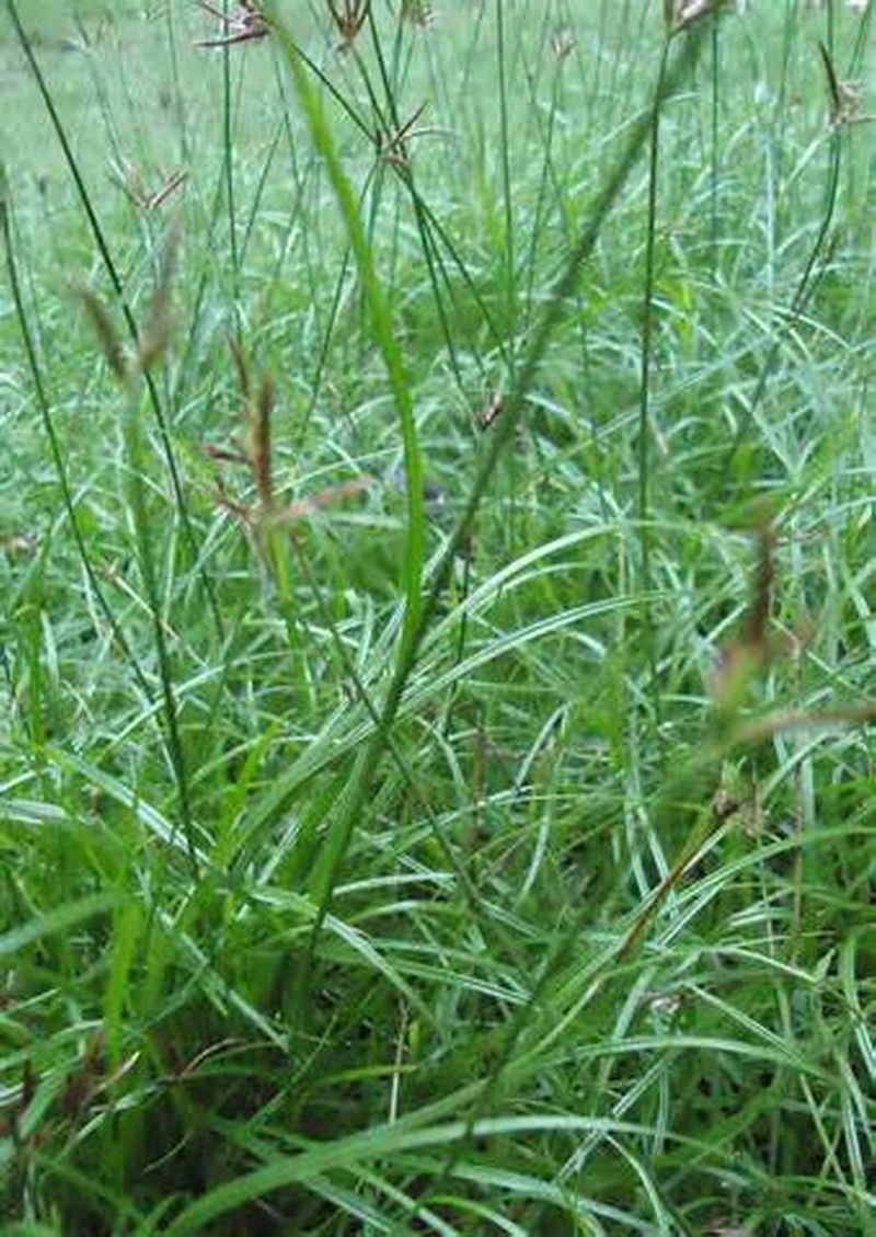 Purple Nutsedge