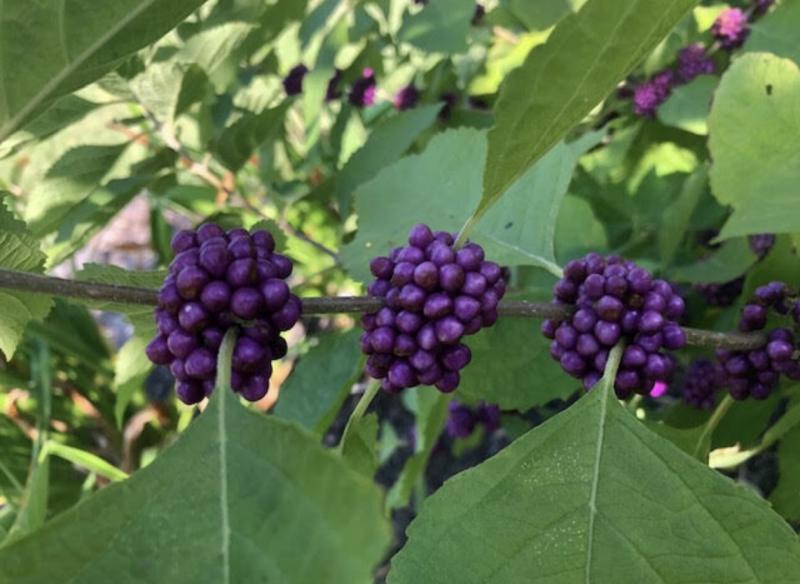 American Beautyberry