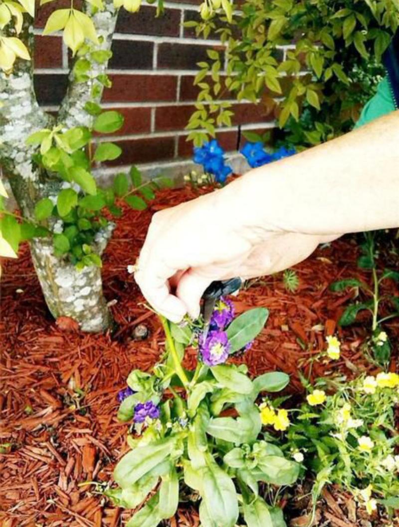 Deadheading results in plants continuing to bloom through the season