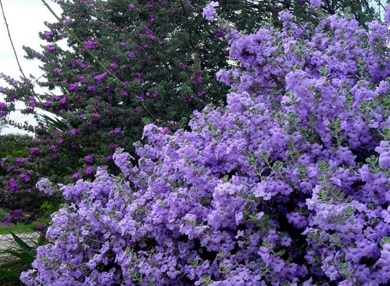 'Lynn's Legacy Cenizo