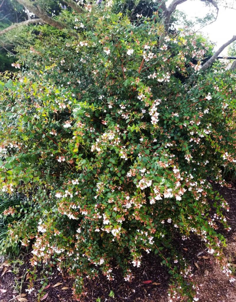 Abelia 'Edward Goucher'