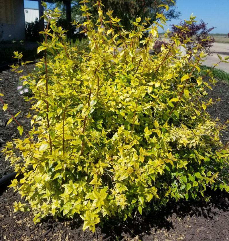 Abelia 'Kaleidoscope'