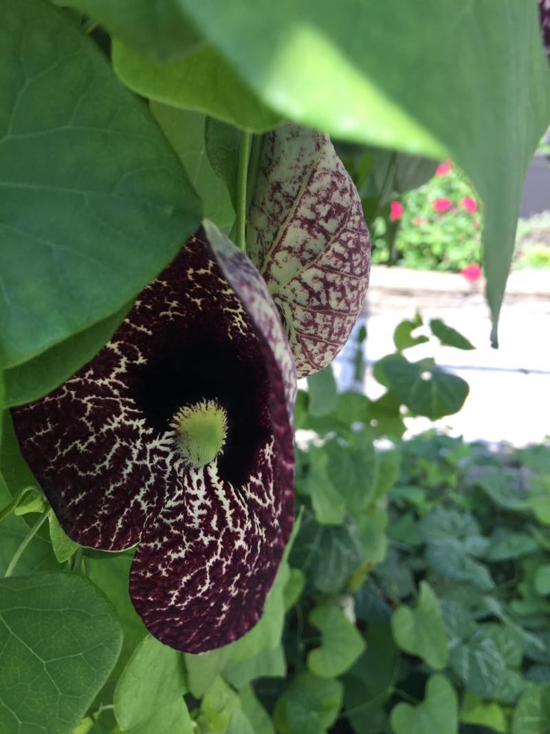 Aristolochia elegans 02