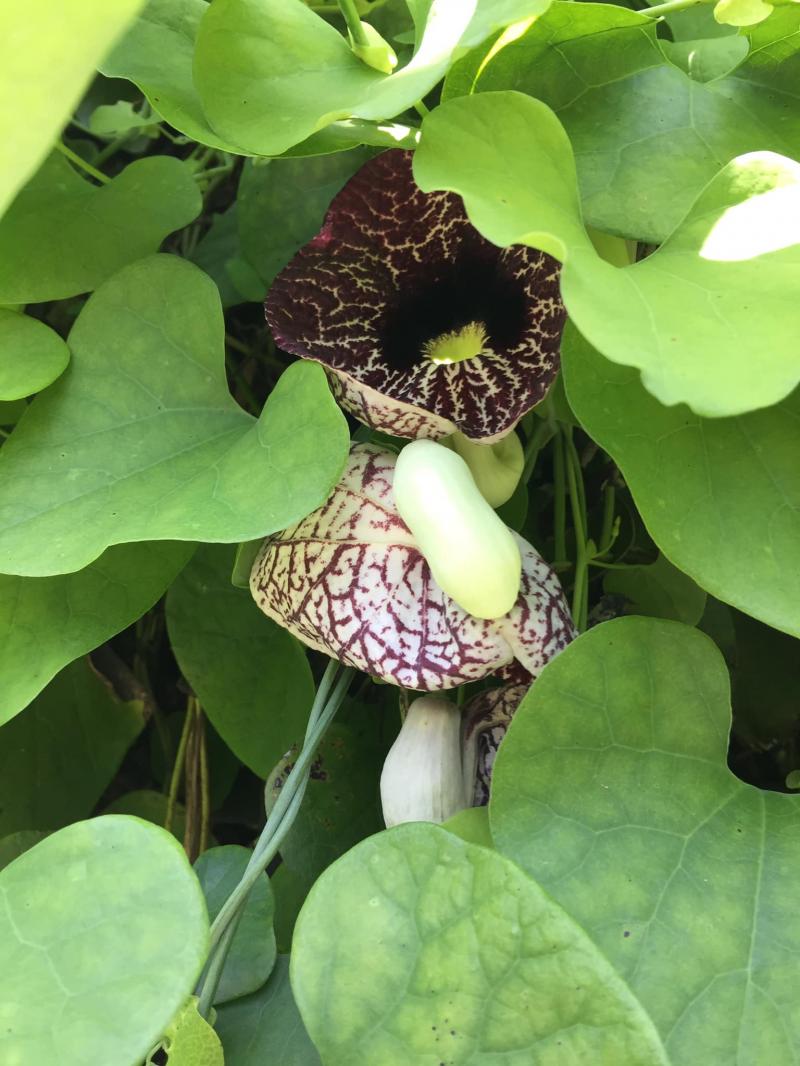 Aristolochia elegans