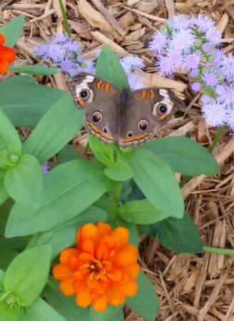 Butterflies Buckeye 03