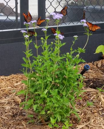 Butterflies Queens 04