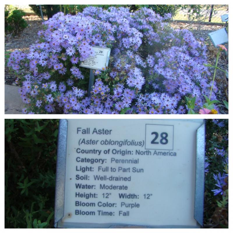 Fall Asters