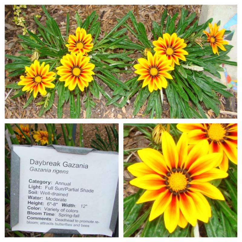 Red Stripe Daybreak Gazania