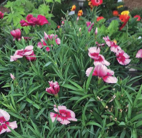 Master Gardener Flowers