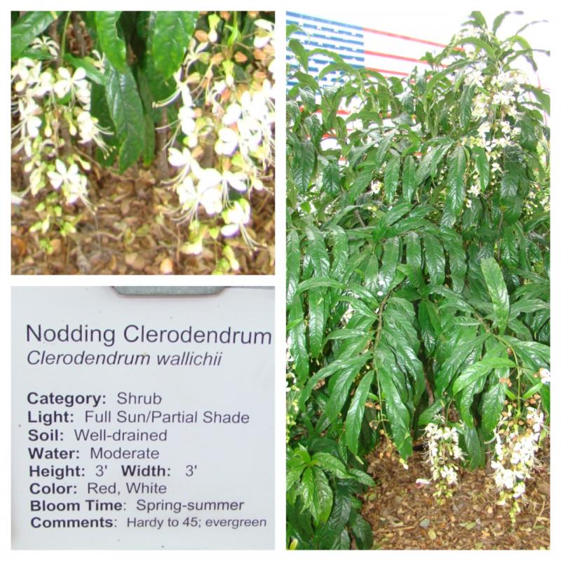 Nodding Clerodemdrum, Wallich's Glorybower