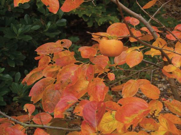 Oriental Persimmons