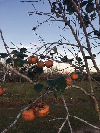 Tamopan Persimmon