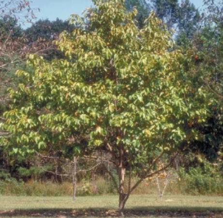 Texas Persimmons