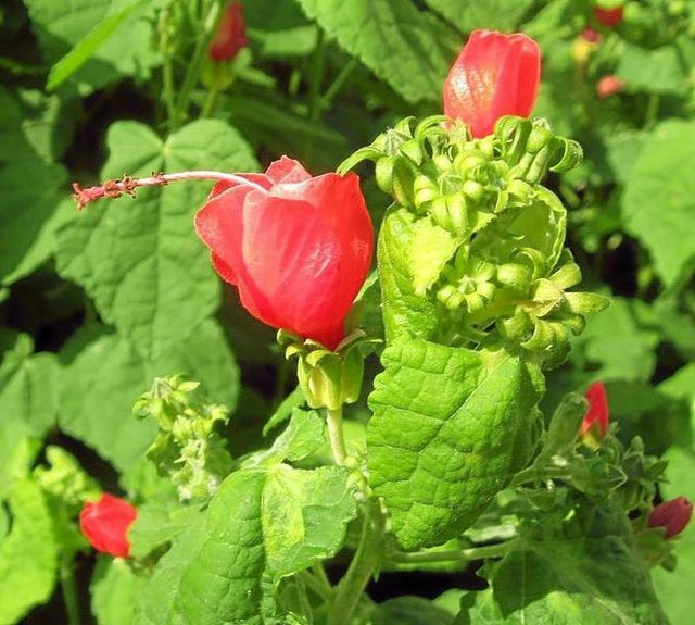 Turks Cap