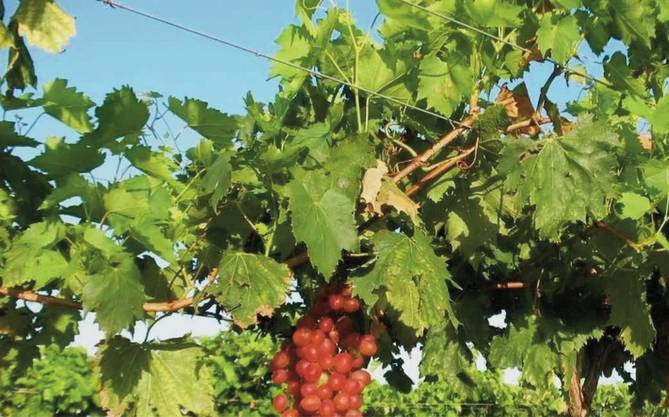 Tarkington Red Grape