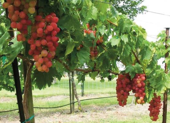 Tarkington Red Grape 02