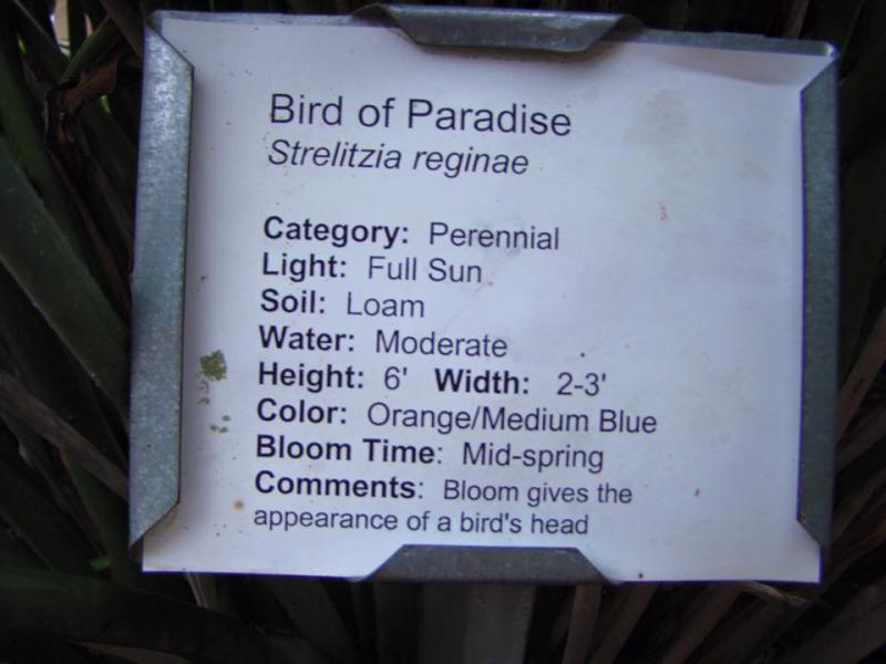 Bird of Paradise Strelitzia Plant Label