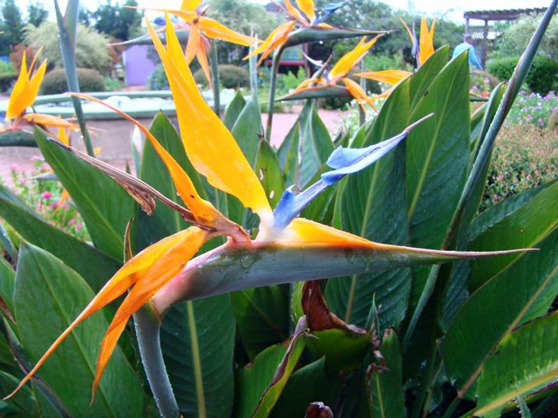 Bird of Paradise Strelitzia